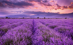 Benefits of Lavender