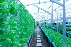 Aquaponics Farm - Sustainable Produce